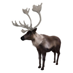 3D Rendering Caribou on White