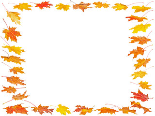 Set of Autumn maple leaves with place for your text isolated on white background