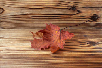 Naklejka na ściany i meble Dry autumn maple leaf on wooden background. Herbarium. Artistic original backdrop, copy space