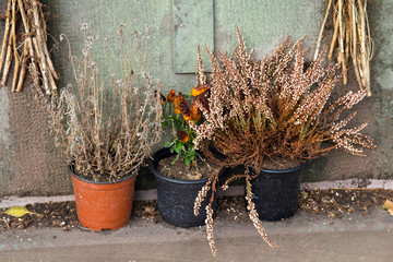 wilted flowers in pots