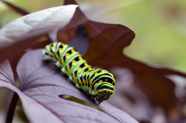 Caterpillar 1