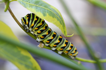 Caterpillar 3