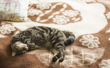 Fototapeta na wymiar Cat sleeping in funny pose on blanket