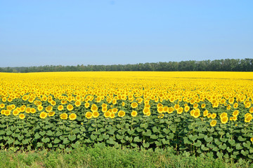 A field of sunflowers