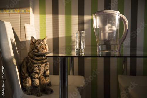 Cat On Kitchen Chair Posing Beside Cup Of Glass And Filter