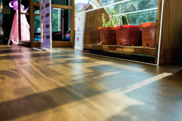 Group of small plant