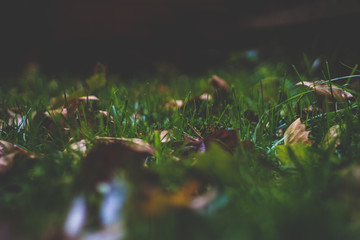 Autumn Nature