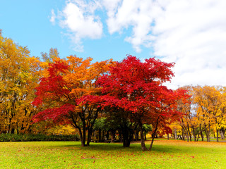 Naklejka premium 広葉樹