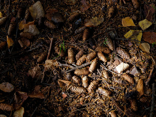 pine nuts
