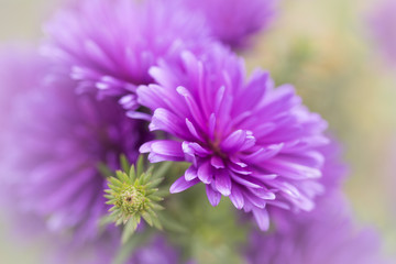 Herbstastern