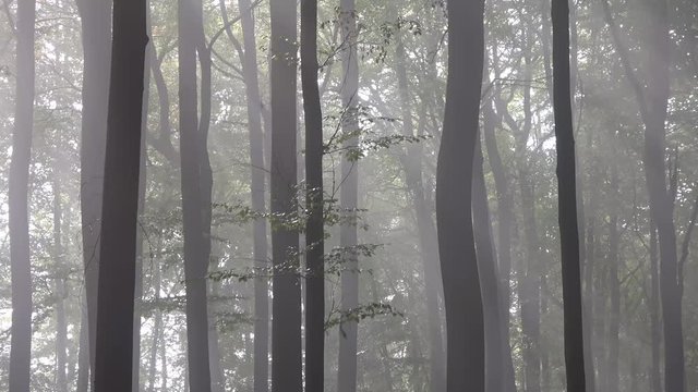 Buchenwald im Herbst, 4 K - Video