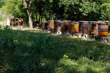 Fototapeta na wymiar Row of colorful wooden beehives with trees in the background