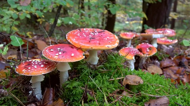 Fliegenpilze, Amanita muscaria, 4 K - Video