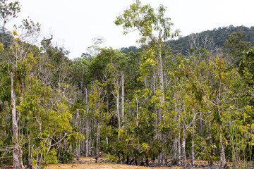 Fototapeta premium colorful of big tree,treetop view of tree,sky and treetop,copy space ,big tree from natural.