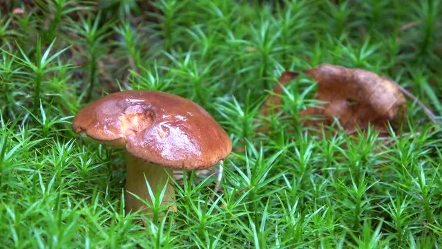 Maronen-R&ouml;hrling, Imleria badia, 4 K - Video