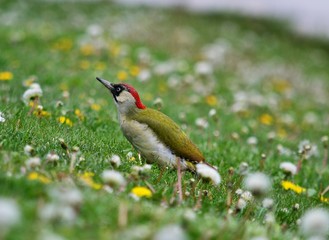 Grünspecht Picus viridis