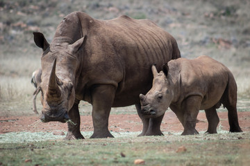 White rhino and calf