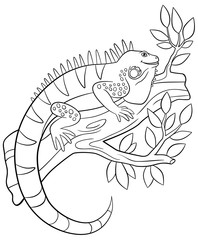 Fototapeta premium Coloring pages. Cute iguana sits on the tree branch.