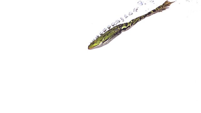 Edible Frog rana esculenta swimming, slow motion