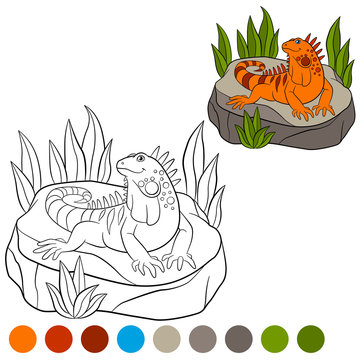 Color me: iguana. Cute orange iguana sits on the rock.