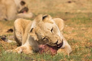 Fototapeta na wymiar White lion (Female) Panthera leo eating