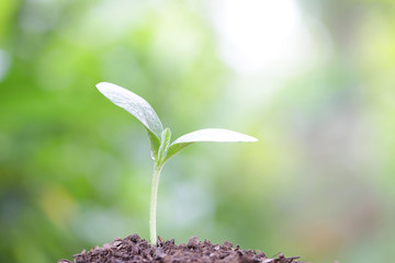 Growing sprout
