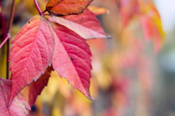 Autumn leaves of a wild grape