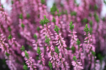 Obraz premium Blumen Pflanzen Herbst Winter