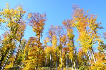 Colorful forest in autumn