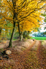 Obraz premium Beautiful forest in autumn