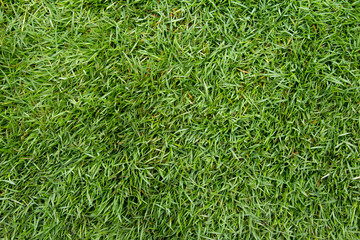 Green grass field background