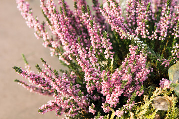 Heather bouquet - shallow depth of field