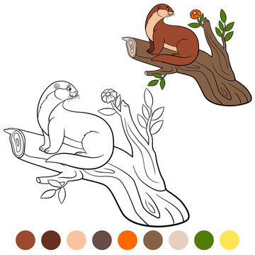 Coloring page. Little cute otter sits on the tree branch.