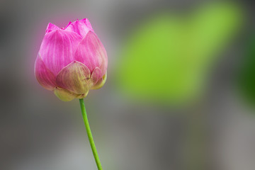 Pink Lotus flower in nature isolate on background