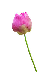 Pink water lily flower (lotus) and white background