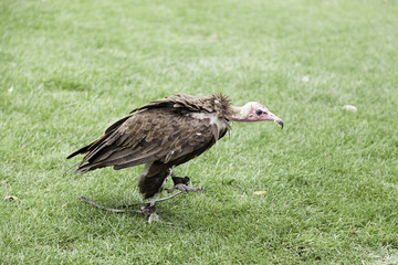 Wild vulture exhibition