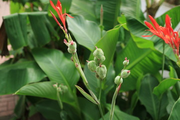 モフモフ蕾とスリムな花