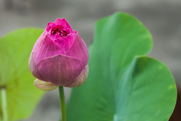 Pink Lotus flower in nature isolate on background