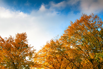 Tree tops and blue sky. Autumn, fall