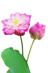 Obraz premium Pink water lily flower (lotus) and white background