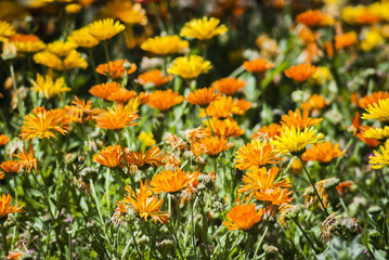 Grupo de flores amarillas y naranjas