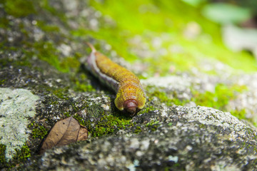 Hairy camouflage on stone and green mos