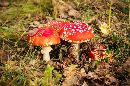 Red poisonous mushrooms, fly agaric or amanita muscaria