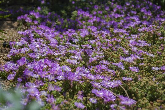 Grupo De Flores Lilas