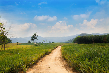 Obraz premium Pineapple fruit growing in a farm ,thailand
