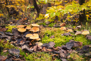 Naklejka na ściany i meble Autumn forest after rain with inedible mushrooms