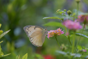 Butterfly on flower.