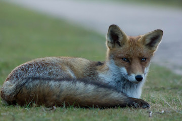 vos aan het rusten