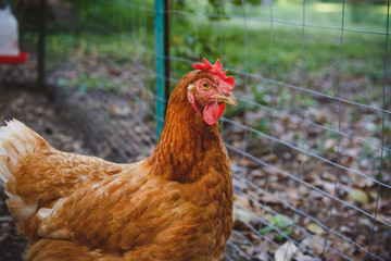 Watchful Red Hen