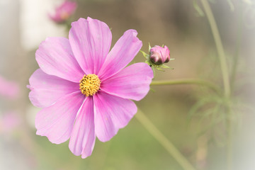 Fototapeta premium Zarte Cosmea